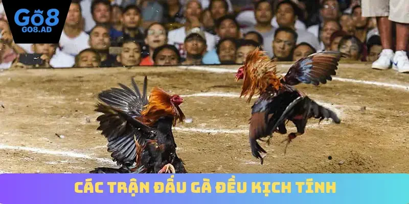 Các trận đấu gà đều kịch tính