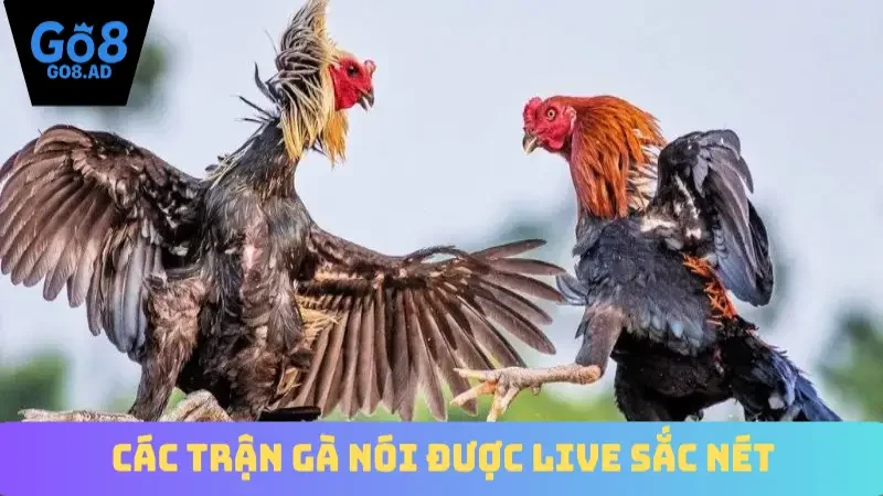 Các trận gà nói được live sắc nét