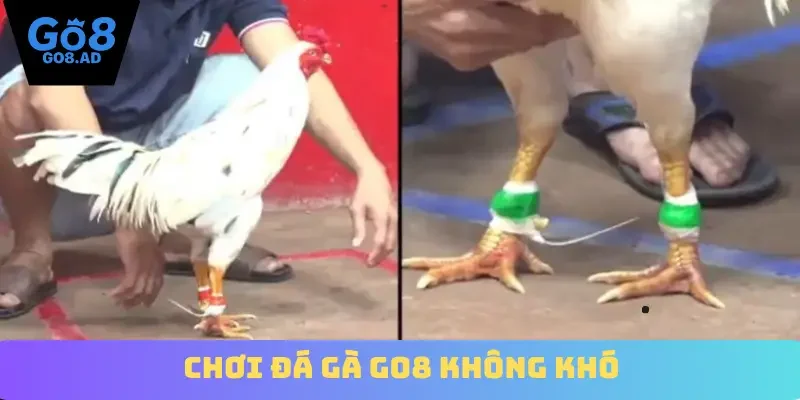 Chơi đá gà Go8 không khó