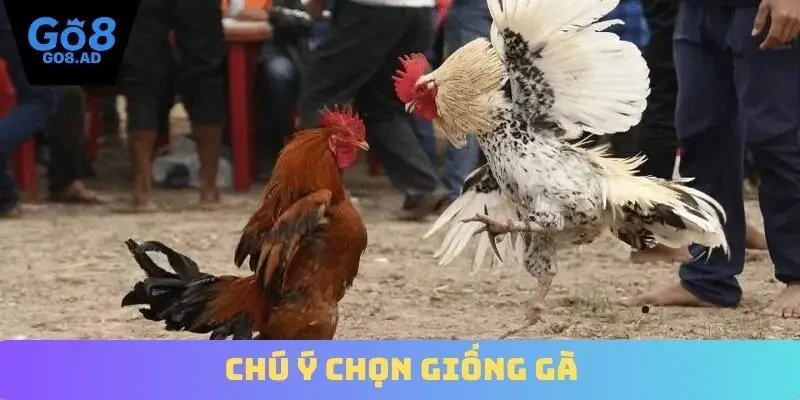 Chú ý chọn giống gà
