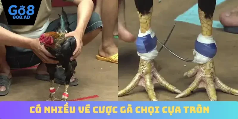 Có nhiều vé cược gà chọi cựa tròn