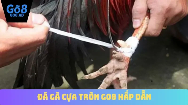 Đá gà cựa tròn