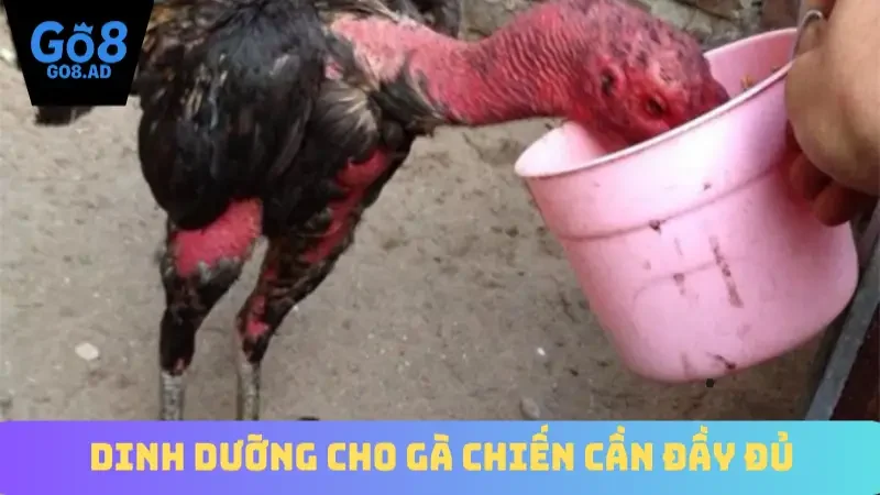 Dinh dưỡng cho gà chiến cần đầy đủ