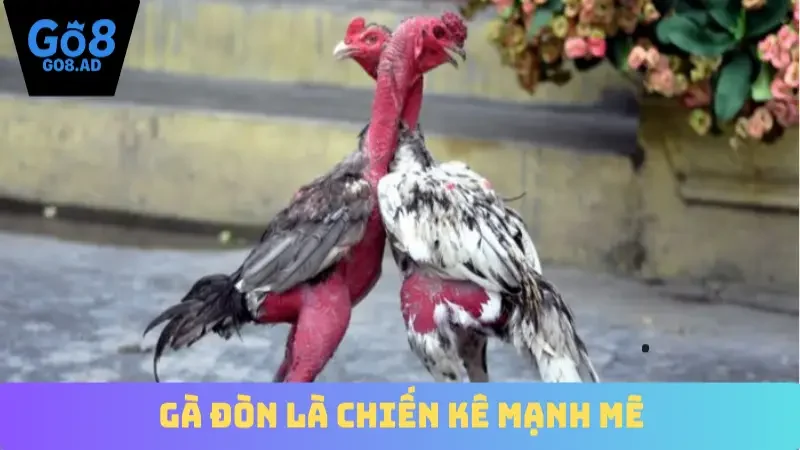 Gà đòn là chiến kê mạnh mẽ