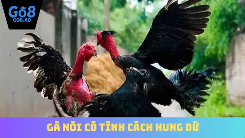 Gà nòi có tính cách hung dữ
