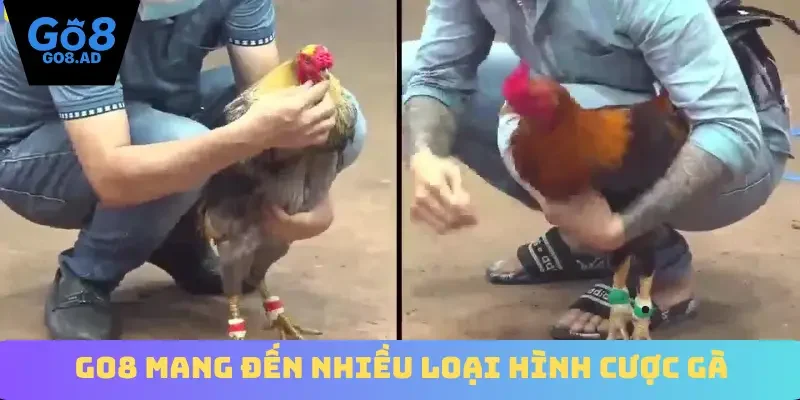 Go8 mang đến nhiều loại hình cược gà