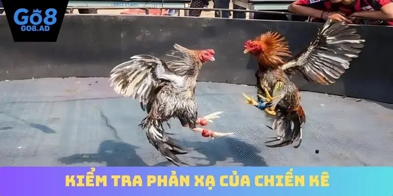 Kiểm tra phản xạ của chiến kê