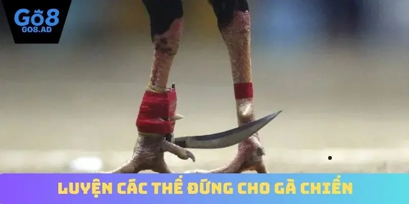 Luyện các thế đứng cho gà chiến