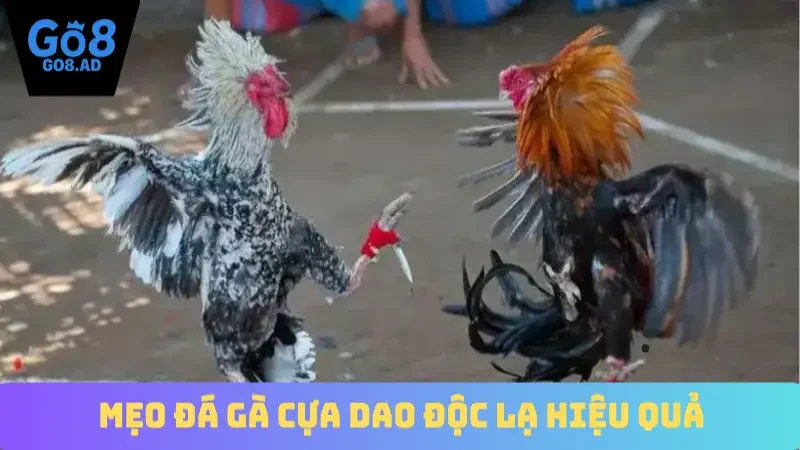 mẹo đá gà cựa dao
