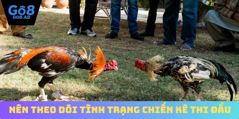 Nên theo dõi tình trạng chiến kê thi đấu
