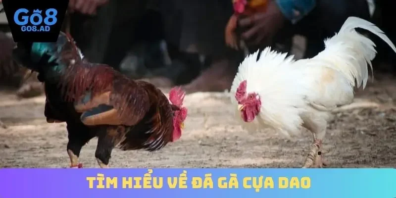 Tìm hiểu về đá gà cựa dao