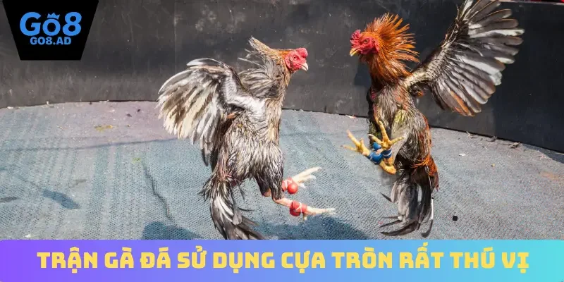 Trận gà đá sử dụng cựa tròn rất thú vị