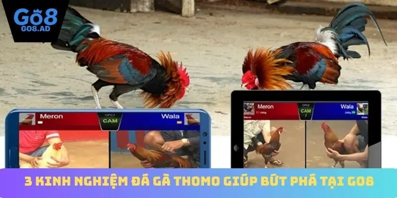 3 kinh nghiệm đá gà Thomo