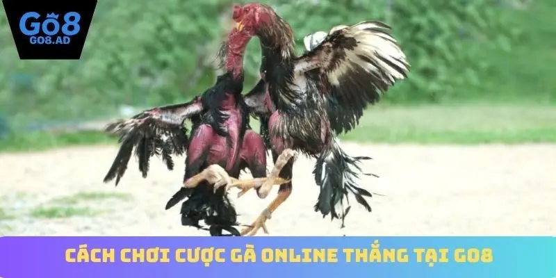Cách chơi cược gà online thắng tại Go8