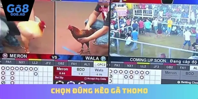 Chọn đúng kèo gà Thomo