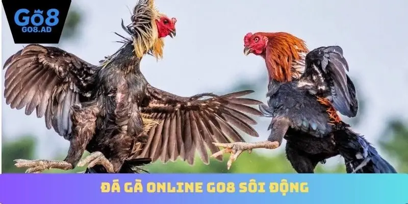 Đá gà online Go8 sôi động