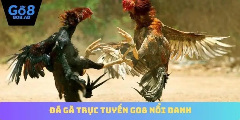 Đá gà trực tuyến Go8 nổi danh