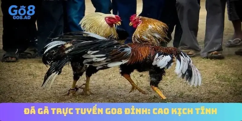 đá gà trực tuyến Go8