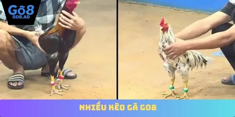 Nhiều kèo gà Go8