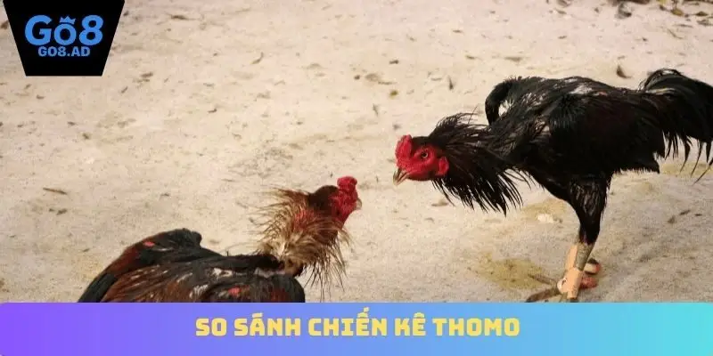 So sánh chiến kê Thomo