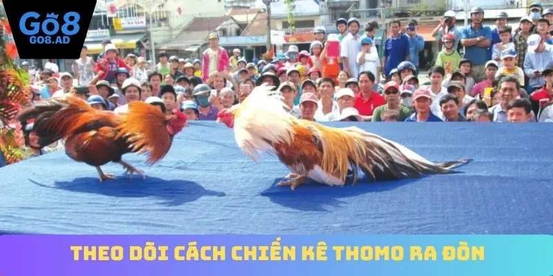 Theo dõi cách chiến kê Thomo ra đòn