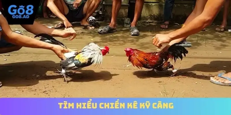Tìm hiểu chiến kê kỹ càng